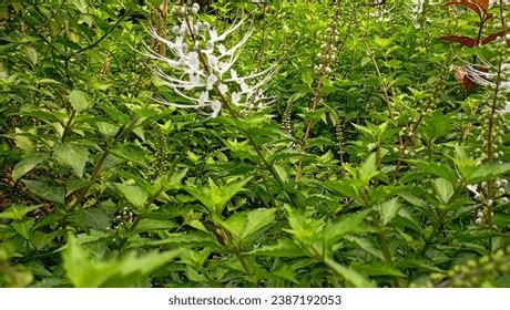 2+ Thousand Cat's Whisker Plant Royalty-Free Images, Stock Photos & Pictures | Shutterstock