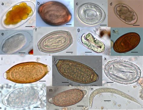 Eggs (mostly nematodes) from stools of wild primates | Nematode ...