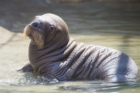 SeaWorld Orlando welcomes its first baby walrus born in captivity | Blogs