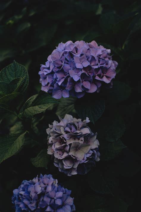 Purple Hydrangea Wallpapers - Top Free Purple Hydrangea Backgrounds - WallpaperAccess