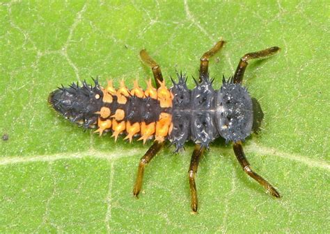 Multicolored Asian Lady Beetle larva - Harmonia axyridis, … | Flickr