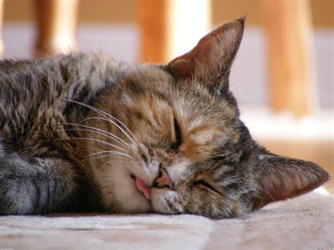 Sleeping Cat Wallpapers - Wallpaper Cave