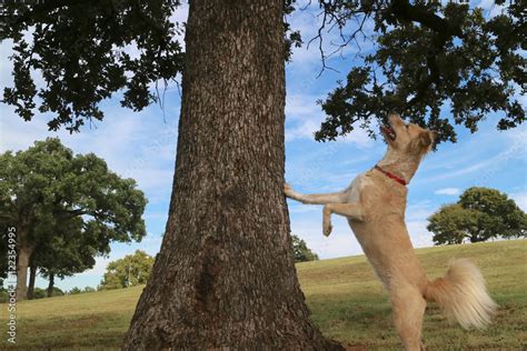 Active Dog Chasing a Squirrel, dog standing down squirrel by tree. Stock Photo | Adobe Stock