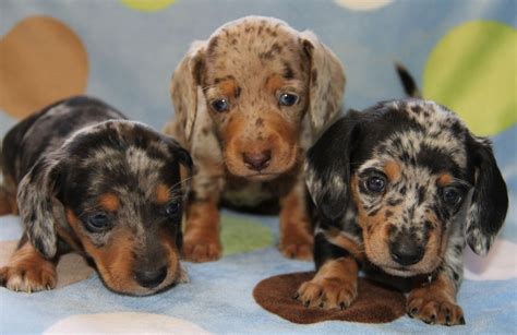 Dachshund – Friendly and Curious | Dachshund puppy miniature, Dapple ...