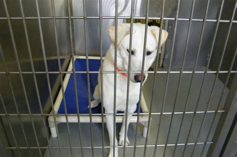 Bay County Animal Shelter pets of the week - mlive.com