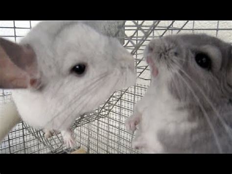 Chinchilla Barking & Fighting! - YouTube