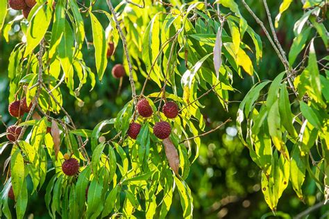 My Lychee Won't Produce Fruit – Learn How To Make A Lychee Tree Fruit