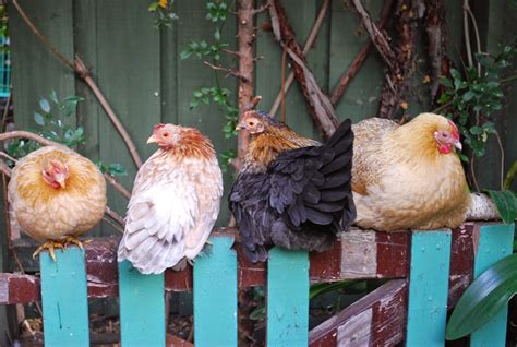 The Feathered Garden: Chook breeds for Freya