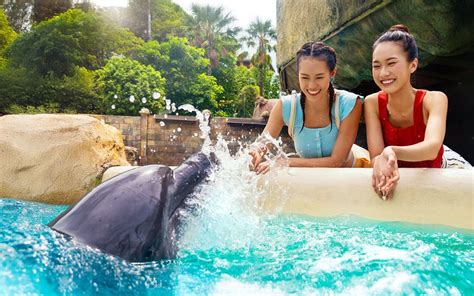 Dolphin Encounter Tickets | S.E.A. Aquarium | Adventure Cove