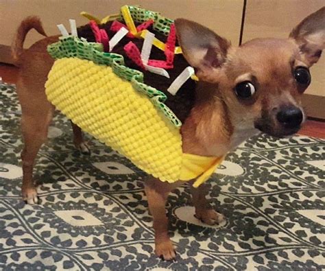 chihuahua in taco costume | Chihuahua, Taco costume, Chihuahua funny