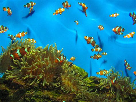 Aquarium - Cape Town 3 Free Photo Download | FreeImages