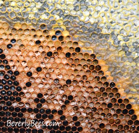 What Are Those White Dots In My Honey Comb? – Beverly Bees