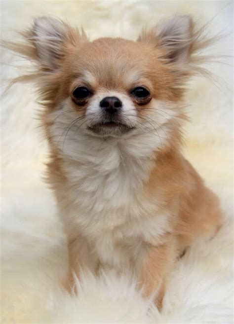 Sable Deer Head Long Haired Chihuahua - Pets Lovers