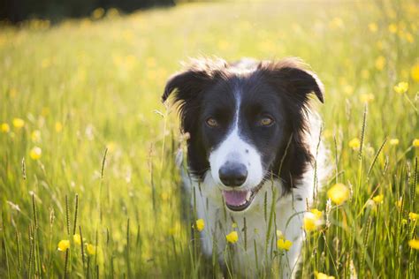 14 races de chiens écossais