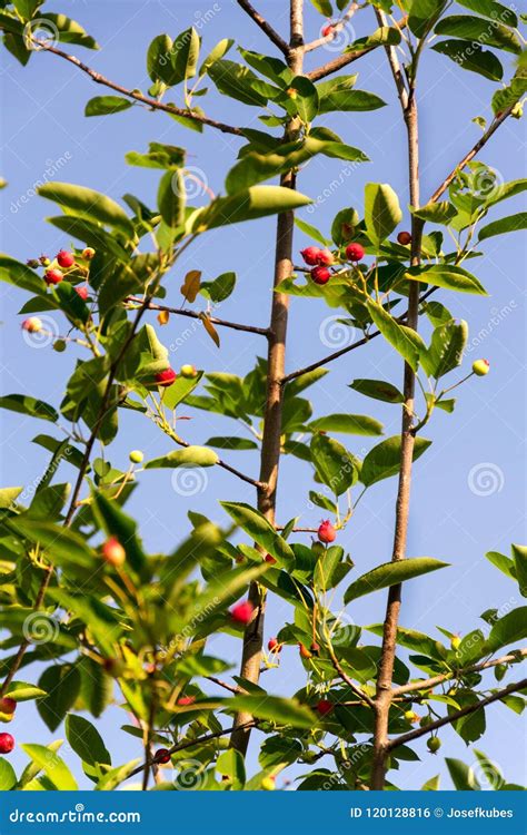 Fruit Berries of Shadbush Shrub Amelanchier Also Known As Serviceberry ...