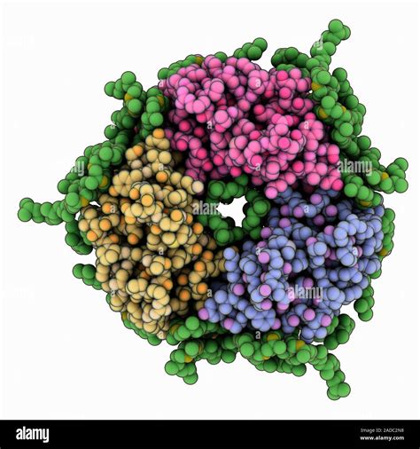 Bacteriorhodopsin molecule. Computer model showing the structure of the ...