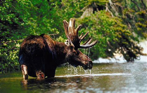 Canada Wildlife Tours