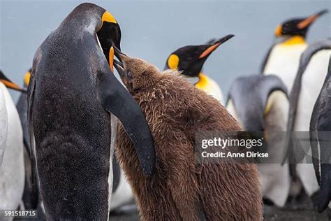 King Penguin Chick Photos and Premium High Res Pictures - Getty Images