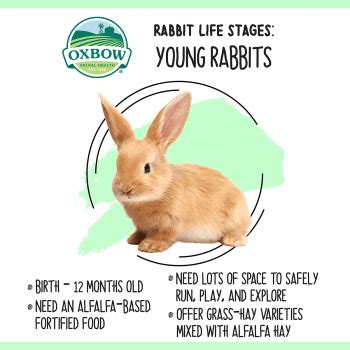 Rabbit Life Cycle Stages: Feeding and Care Tips