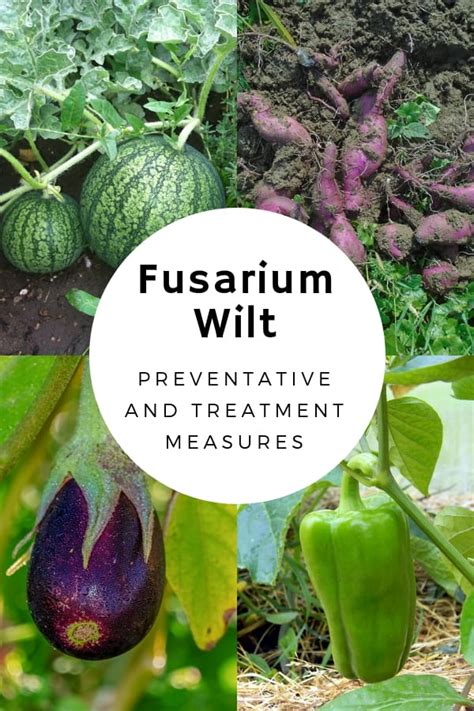 How to Fight Fusarium Wilt - Gardening Channel