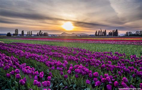 Skagit Valley Tulip Festival