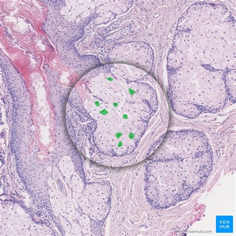 Skin appendages: Histology of the nails, glands and hair | Kenhub