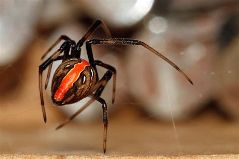 Reader photo: Redback spider - Australian Geographic