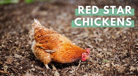 Red Star Chicken Breed Guide: All You Need To Know