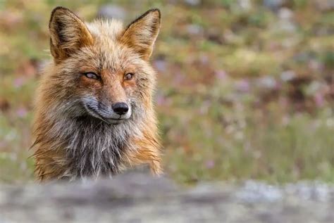 What Eats Foxes: The Most Common Fox Predators