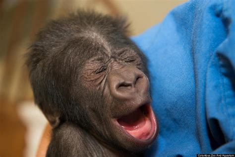 Baby Gorilla Yawns After Charming Caretakers At Columbus Zoo (PHOTOS ...