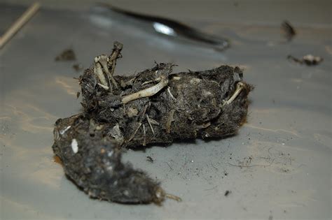 Our Creative Day: Owl Pellet Dissection