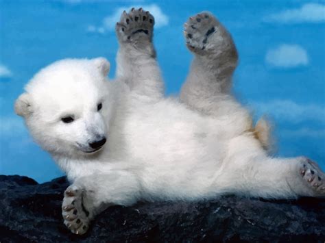 Real Baby Polar Bear Images & Pictures - Becuo