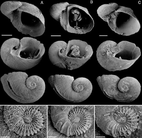 Incisura auriformis n. sp., paratypes. A. AMS C.406357. Kilcarnup, N... | Download Scientific ...