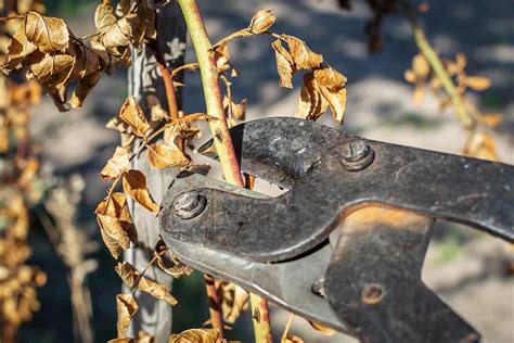 Winter Pruning: What Plants to Prune and How to Do It