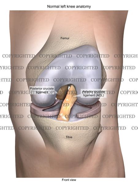 Normal Left Knee Anatomy 11 — Medical Art Works