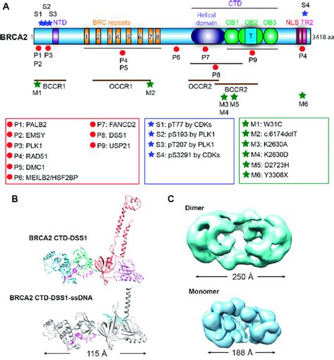 Structure of BRCA2. (A) Domain structures with mapped sites for ...