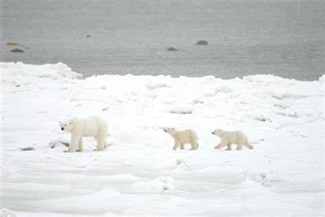 Climate Change Affects Annual Polar Bear Migration