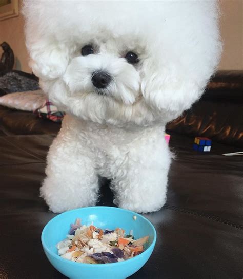 Fluffy Bichon Frise Might Just Be A Cotton Ball With A Face | Bichon frise, Bichon, Fluffy