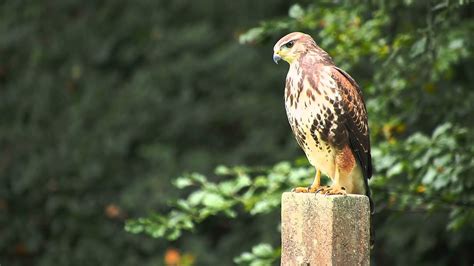 Falcon Images: Golden Eagle X Harris Hawk