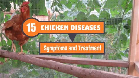 15 Most Common Chicken Diseases, Symptoms and Treatment - Poultry Care Sunday