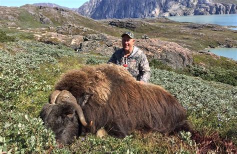 Musk ox bow hunting in Greenland has 100% success rate