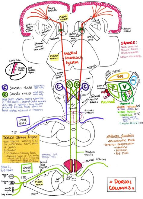 Dorsal Column Medial Lemniscus Pathway - GloriaaresRoberson