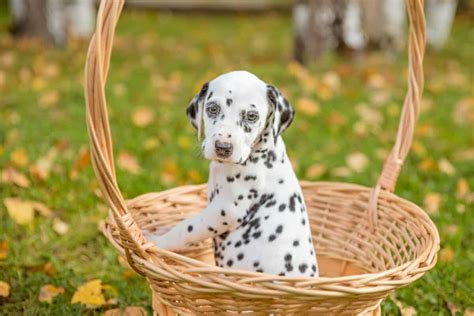 10 Best Dalmatian Breeders (2024 Updated)