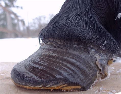 Laminitis, EMS and PPID - The Laminitis Site