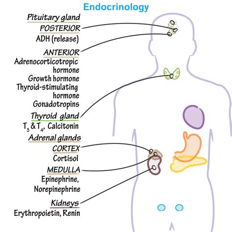 The Endocrine System Glands