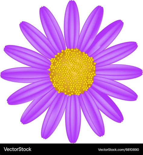 Purple Daisy Flower on A White Background Vector Image