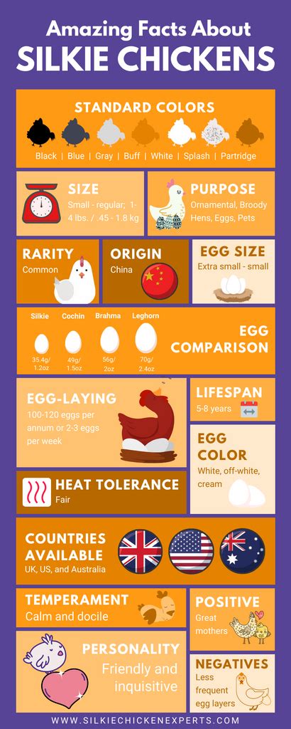 A Complete Guide to Silkie Chicken Eggs | Silkie Chicken Experts