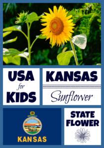 Kansas State Flower - Sunflower by USA Facts for Kids