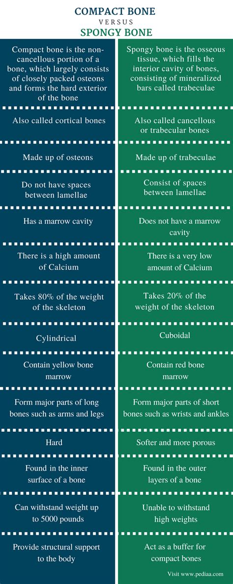 Difference Between Compact and Spongy Bone - Comparison Summary | Basic anatomy and physiology ...