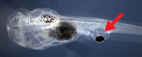 This tadpole sees the world through an eyeball surgically grafted to its tail